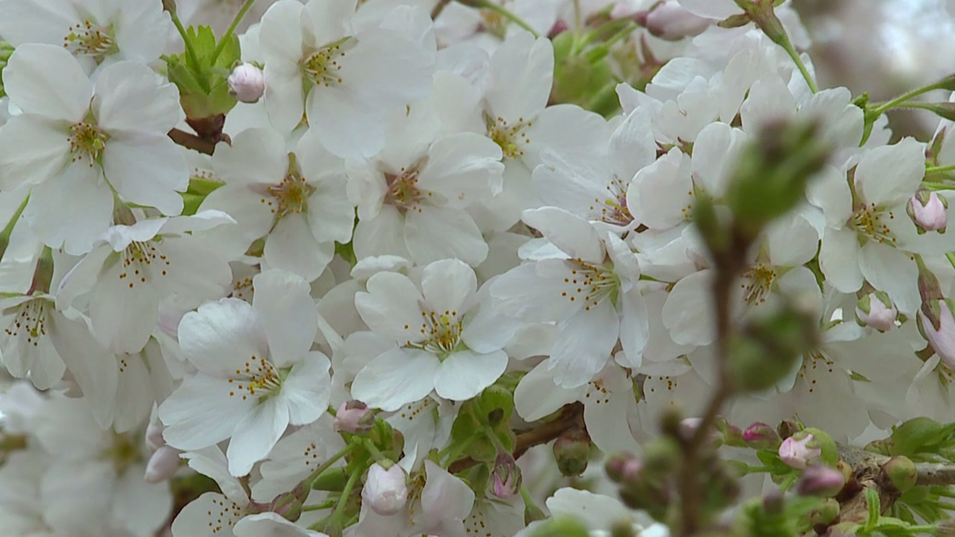 Cherry blossoms in bloom