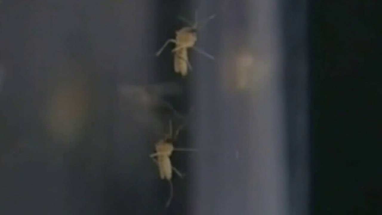 Mosquito Control works to curb spread of dengue
