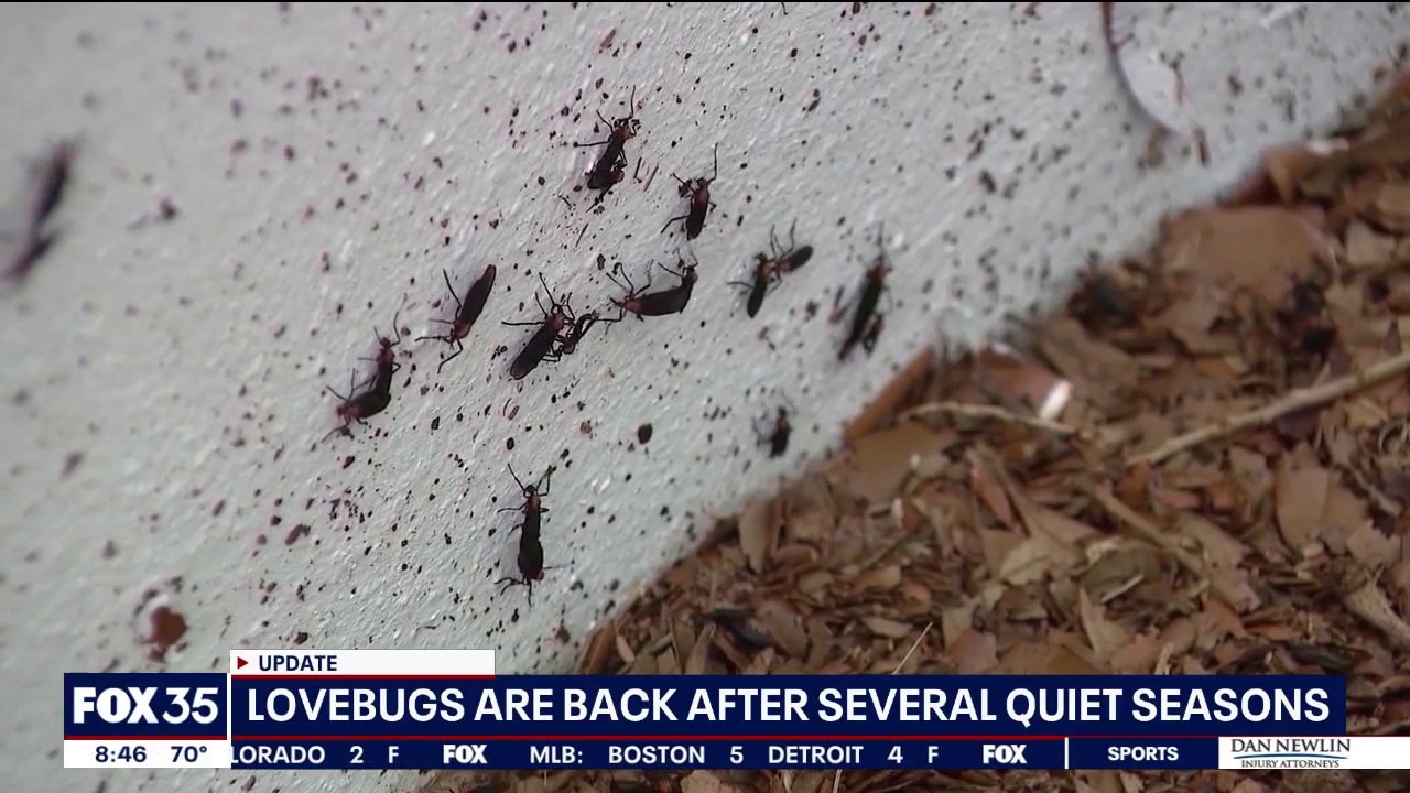 Lovebugs are back in Central Florida