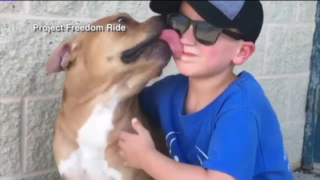 7-year-old animal rescuer has saved hundreds of dogs