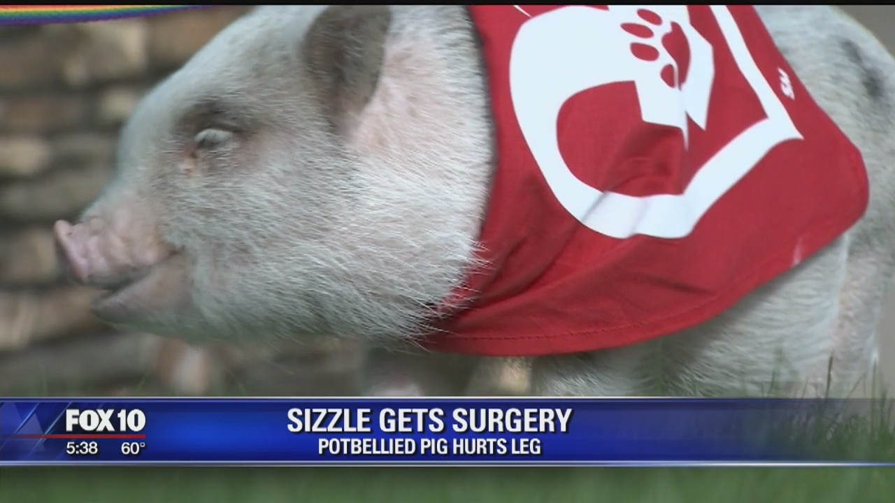 Pigs Injuries Pig recovers from leg injuries, thanks to veterinarians | FOX 10 Phoenix