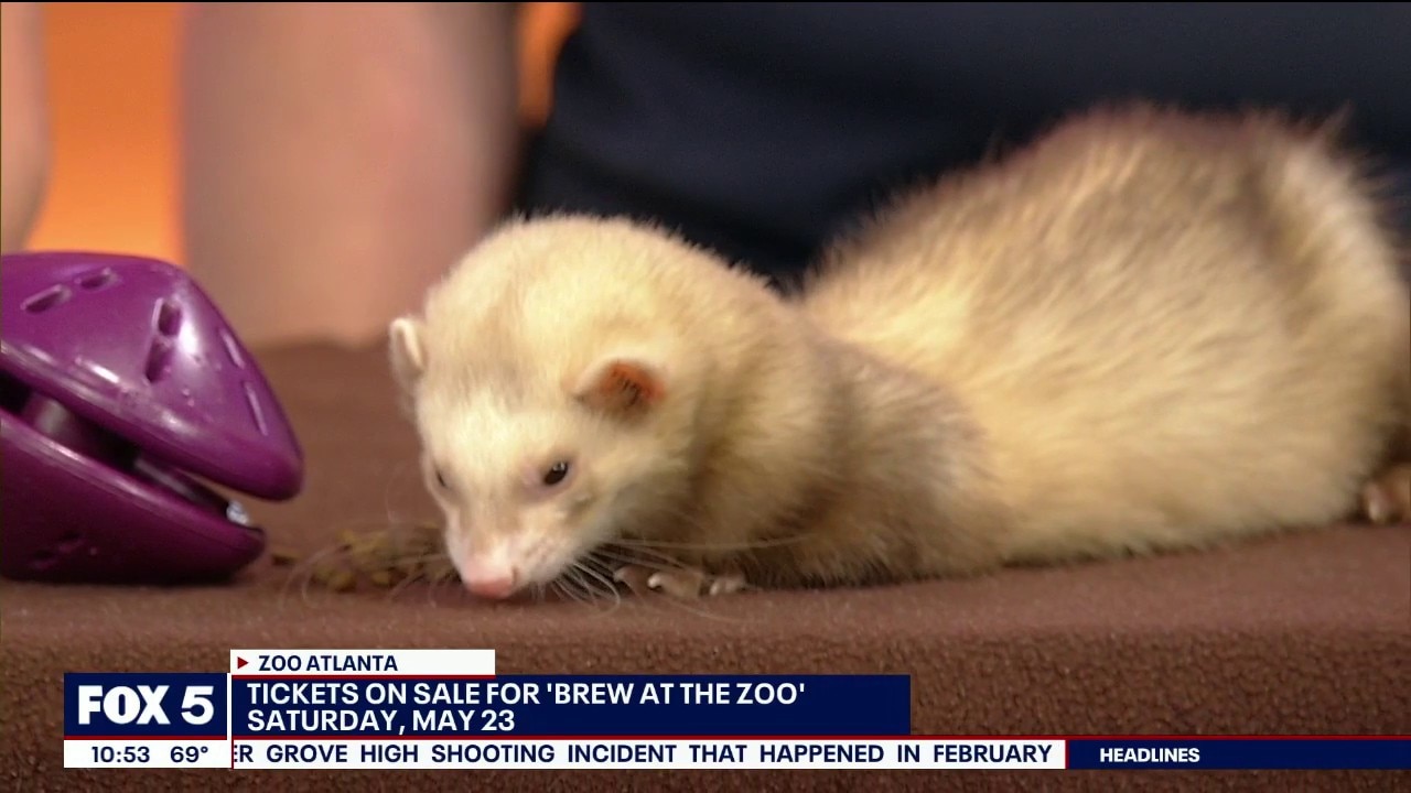 Zoo Atlanta brings in a ferret