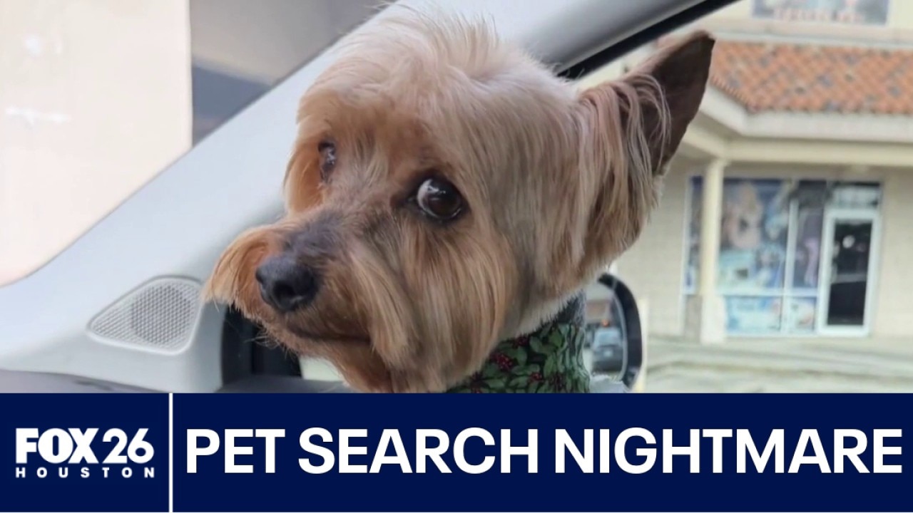 Pet search turns into scam nightmare