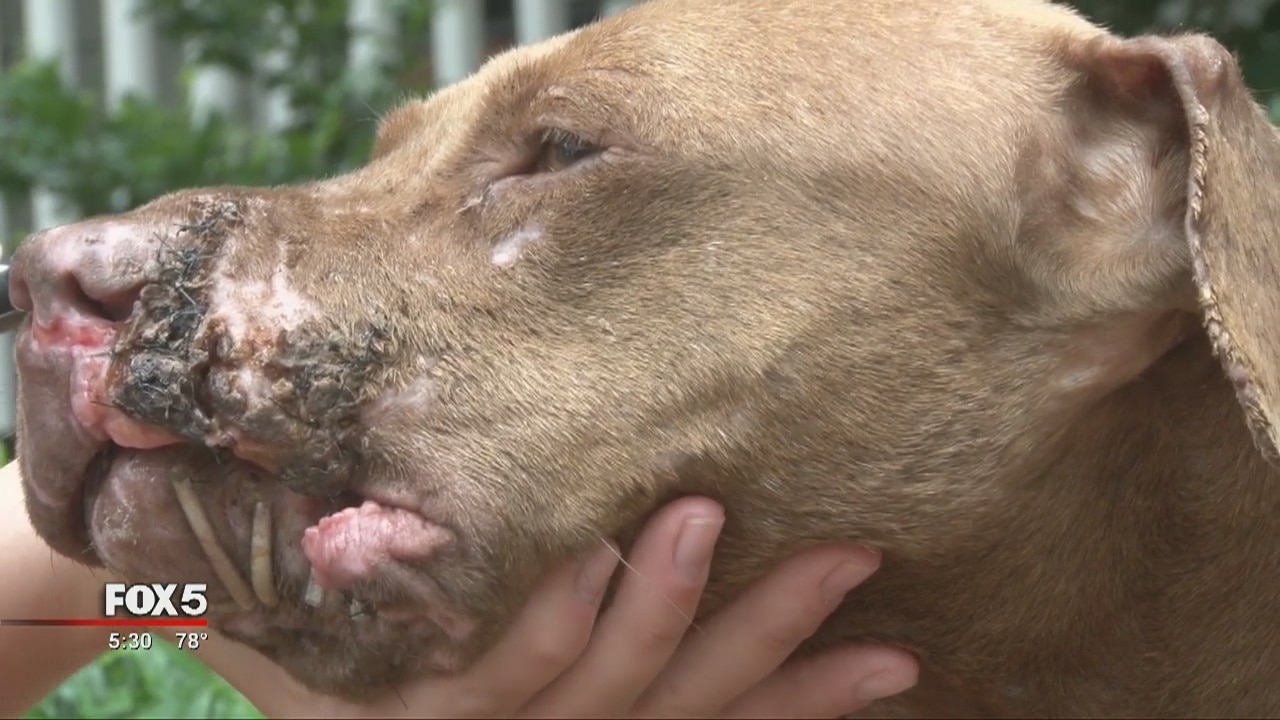 Pit bull found mangled