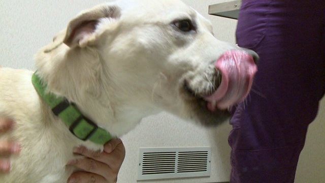 WHS wants to reduce the number of stray, unwanted animals