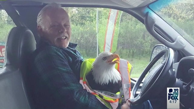 Eagle dies after collision with truck