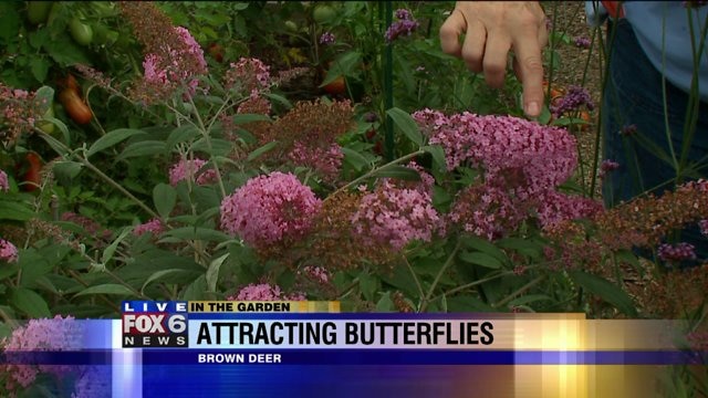 Butterfly bush & wispy Verbena attracting butterflies