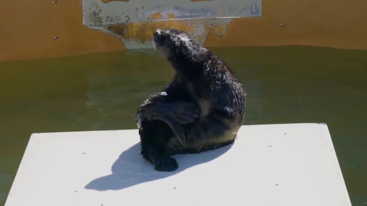 Monterey Bay Aquarium welcomes two new otters
