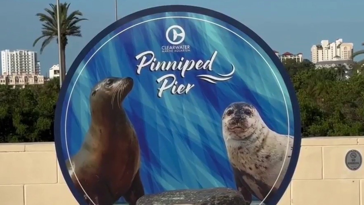 New aquarium residents make a splash at CMA