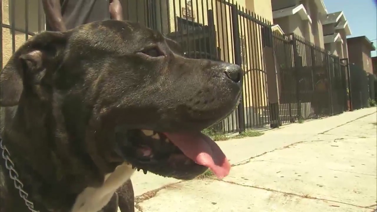 Car towed with service dog inside