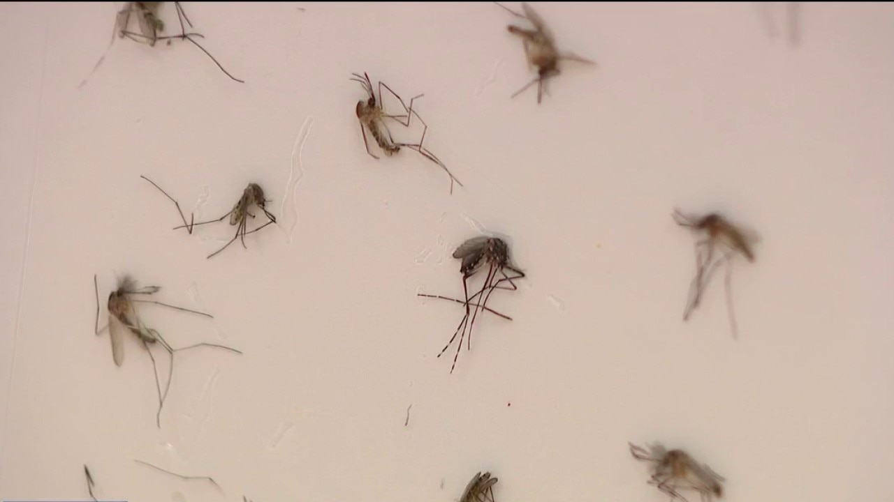 A new weapon in the fight against dengue fever