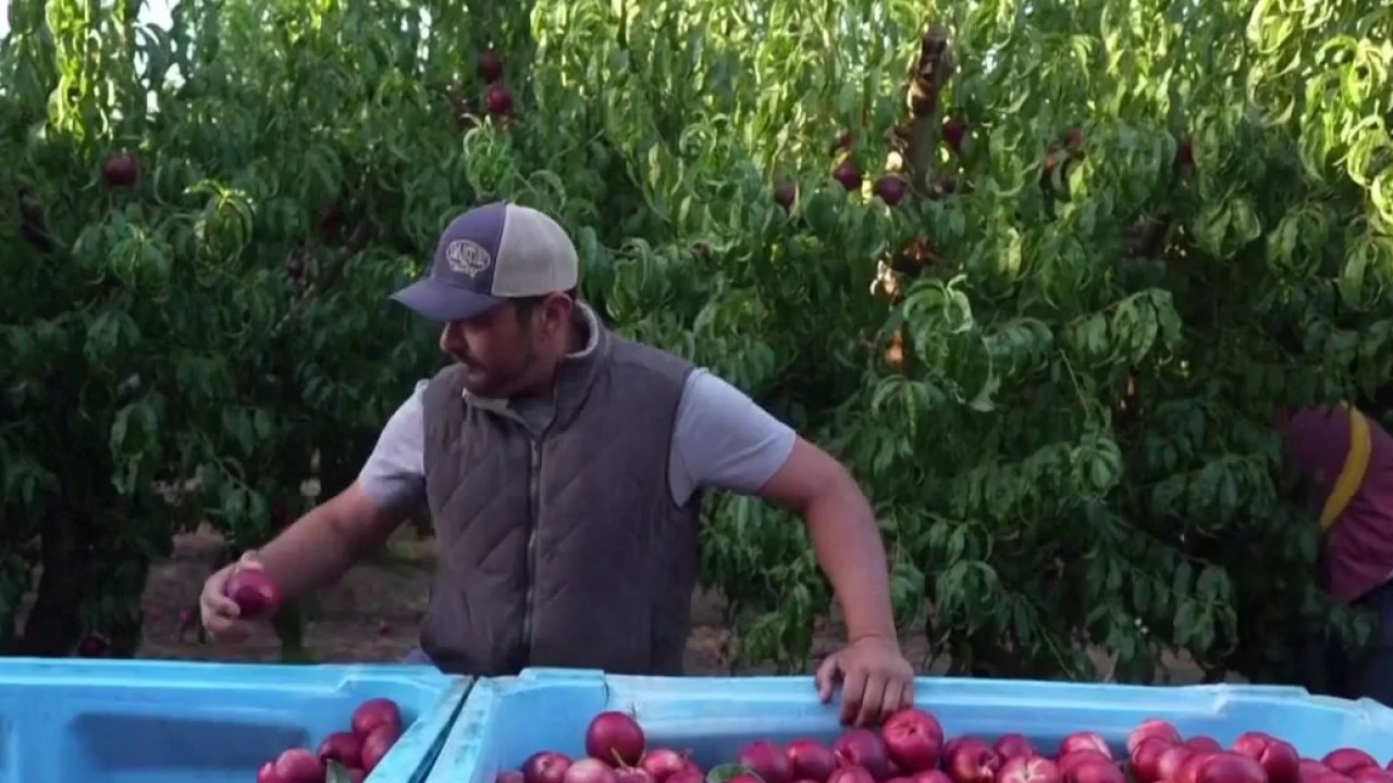 Legal battle leaves CA farmer giving fruit away