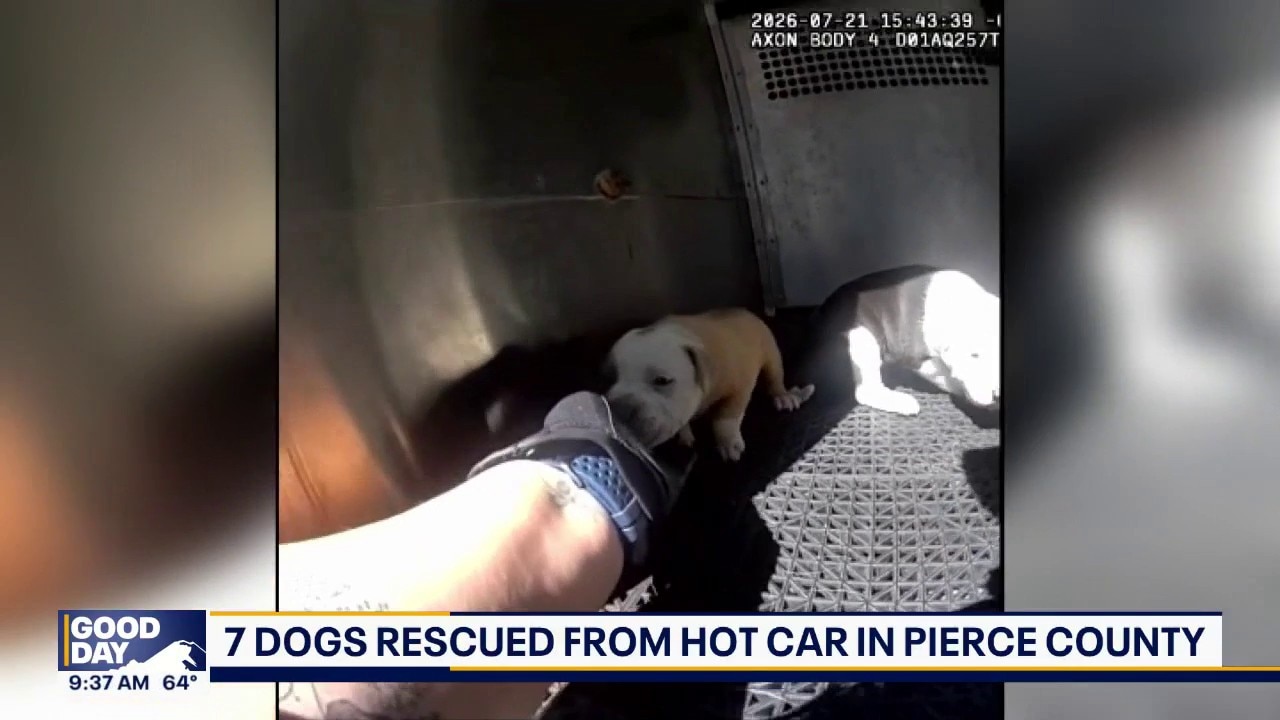 7 dogs were rescued from a hot car in Pierce County, WA
