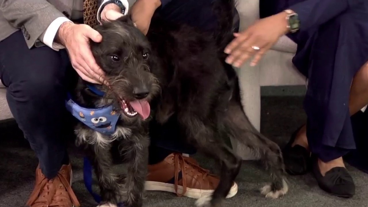 Pet of the Week: Meet Scruff McDuff