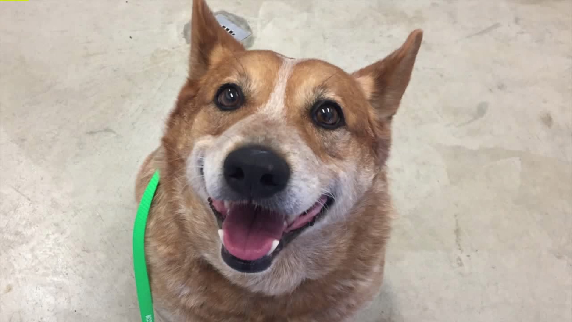 10 cute heeler pups, dogs up for adoption