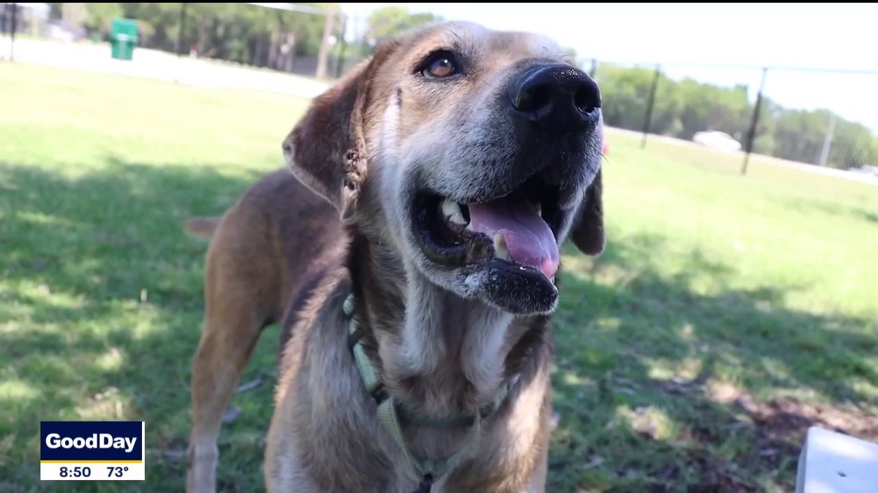 Dog of the Day: Reginald