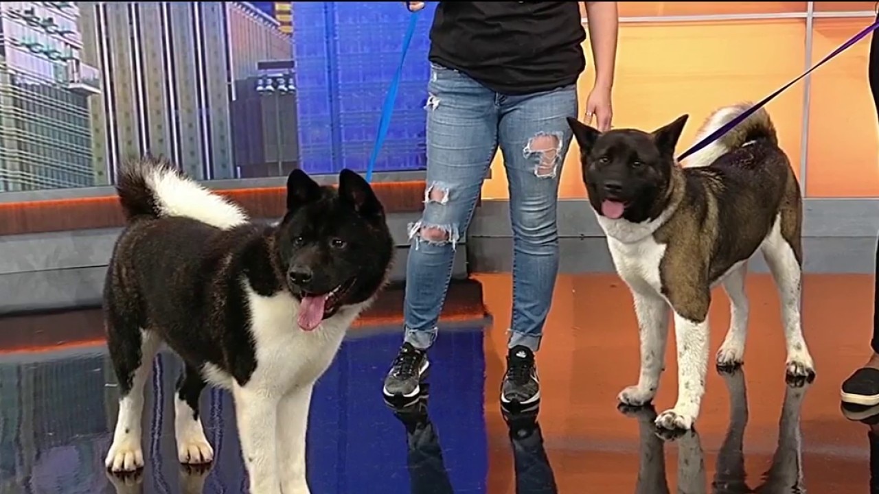 Meet Yuki & York