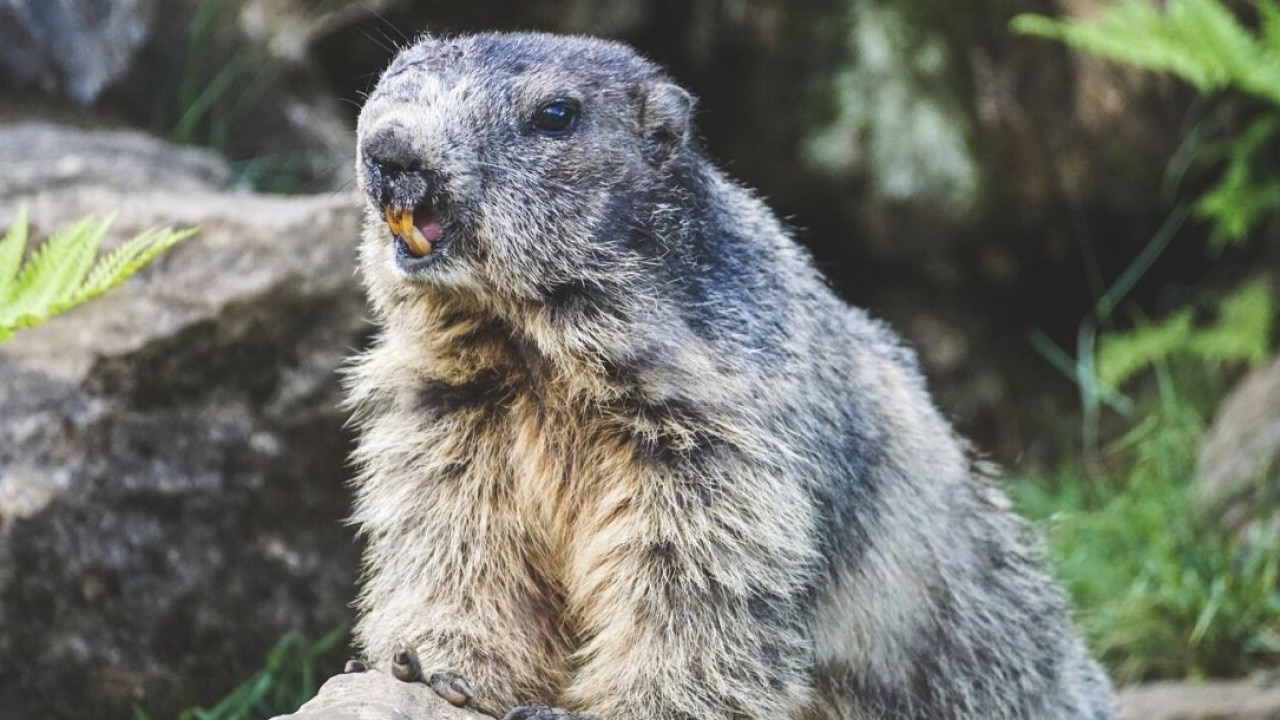 OnlyFans for marmots?? | ChicagoLIVE