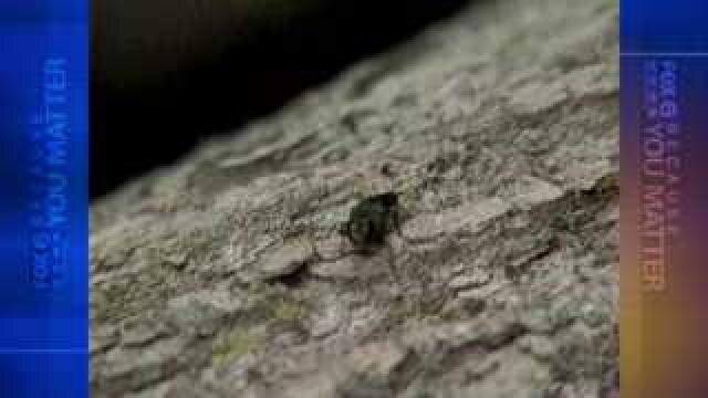 Working to prevent spread of EAB