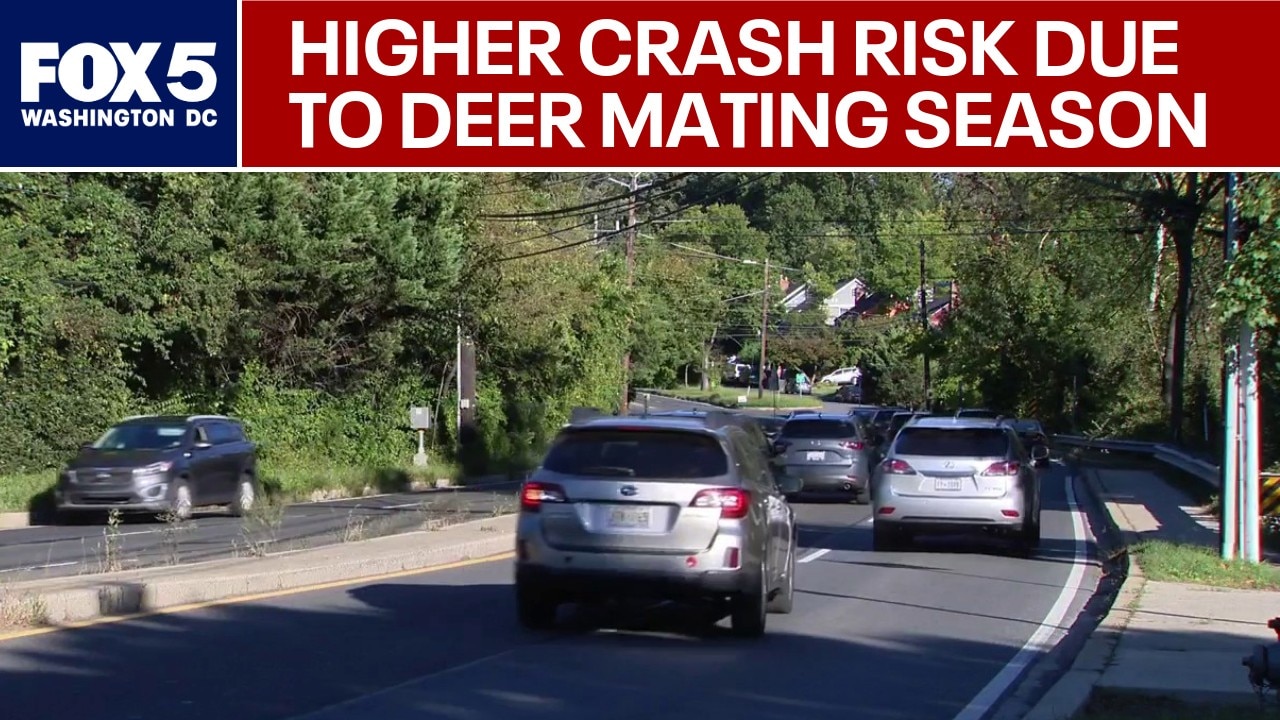 Deer mating season in DMV increases crash risk for drivers