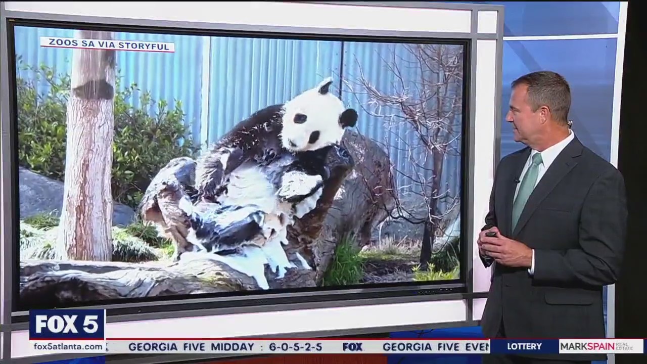 Pandas celebrate birthday with treats