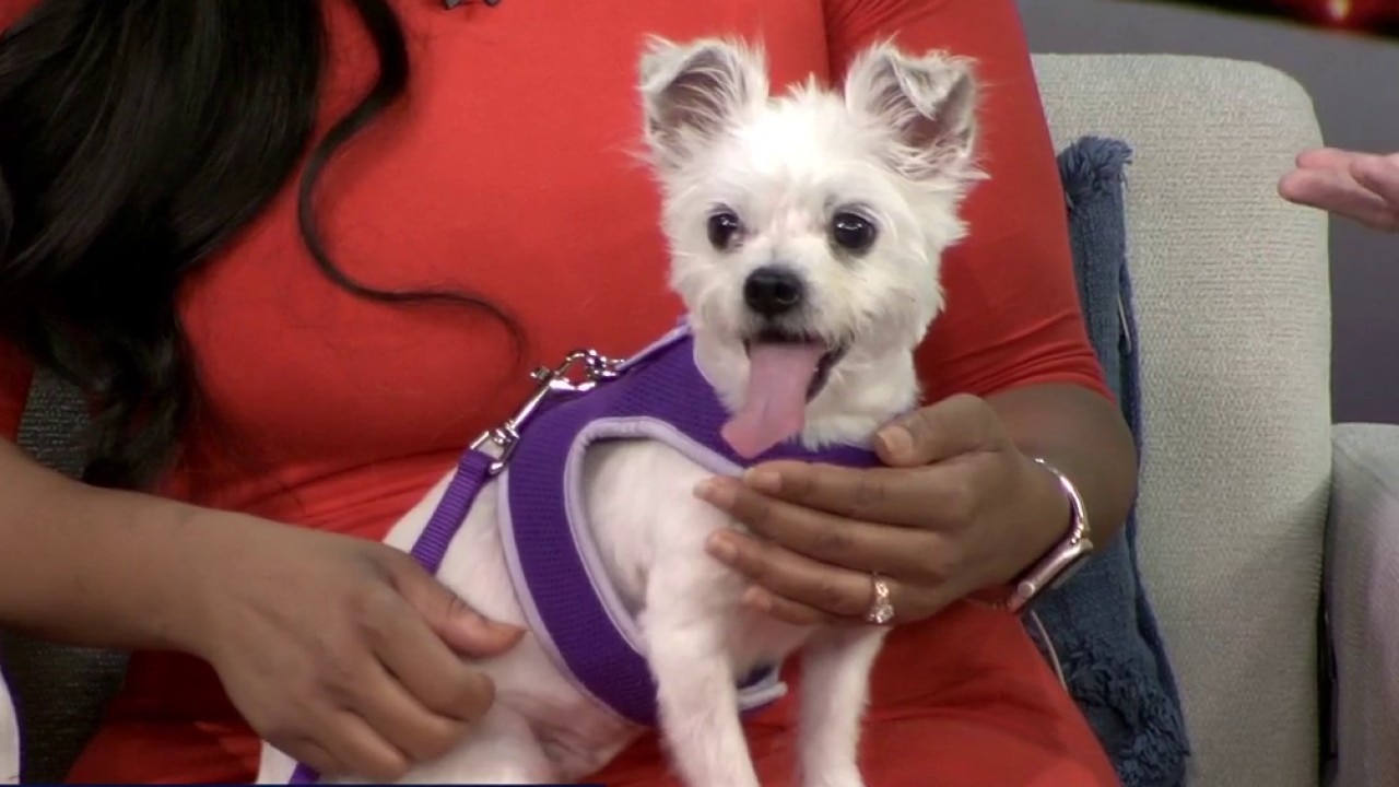 Pet of the Week: Meet Amberlynn