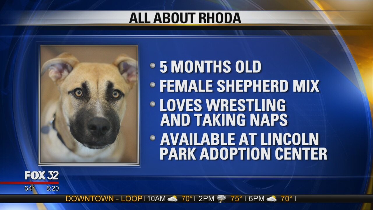 Mike's Perfect Pets: Rhoda