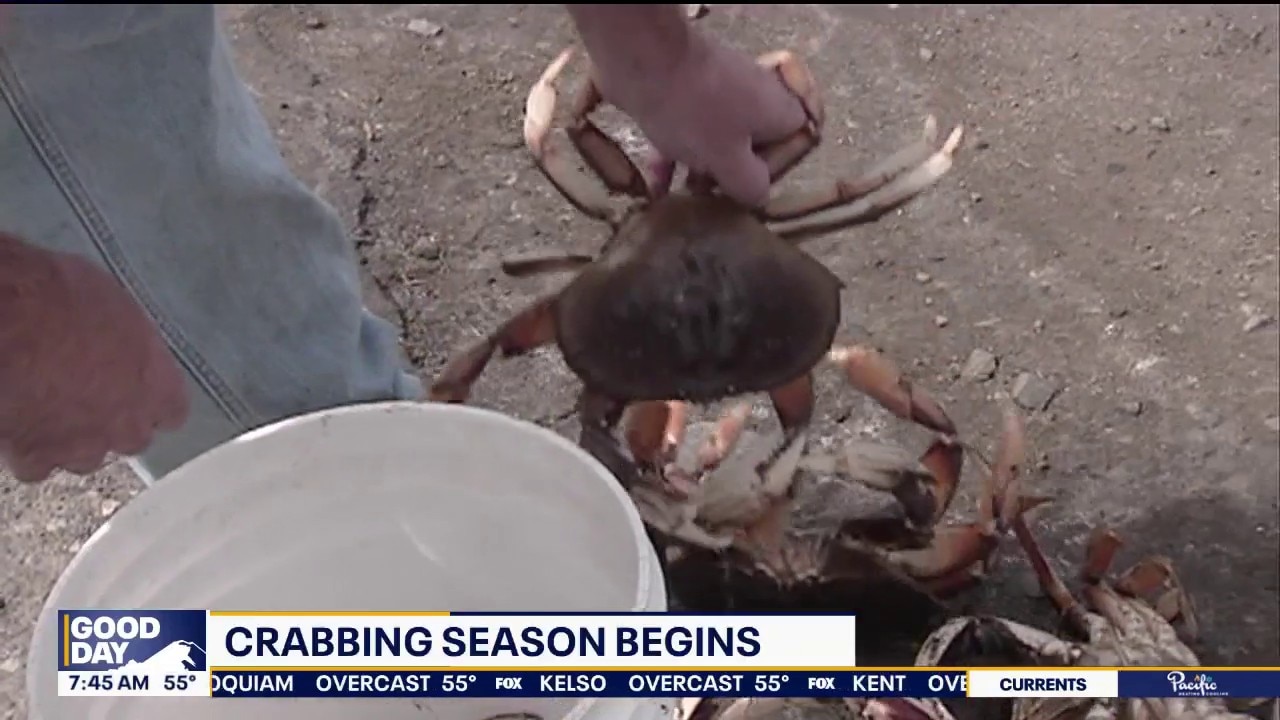 WA crabbing season begins: Hood Canal paralytic shellfish poison at lethal levels