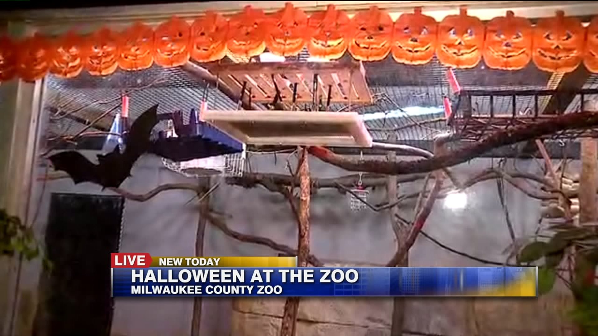 Halloween at the zoo