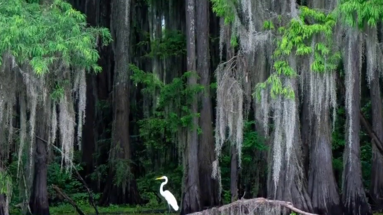 Camping at Caddo Lake: Austin Travels