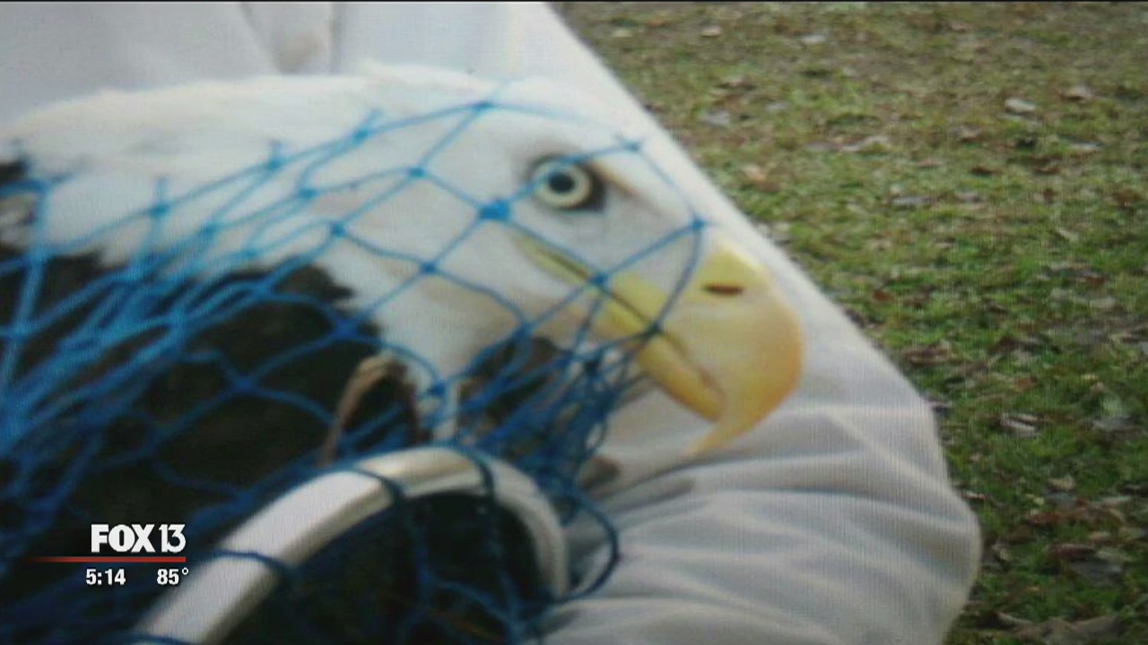 Eagle soars again, thanks to teamwork