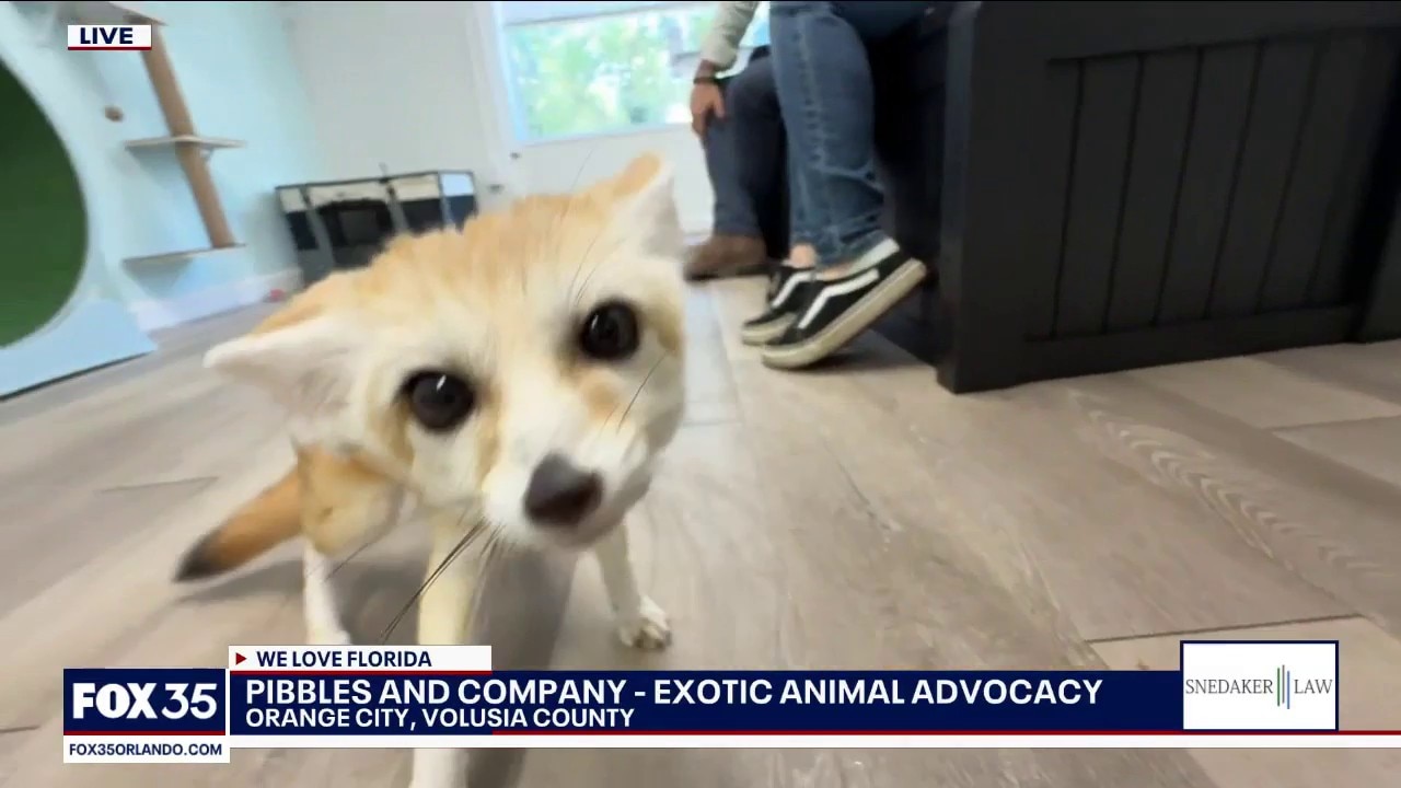 Pibbles and Company
