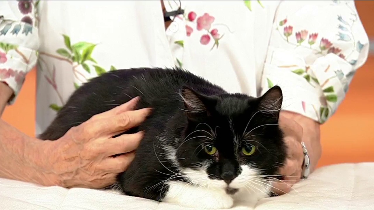 Pet of the day: Teddy