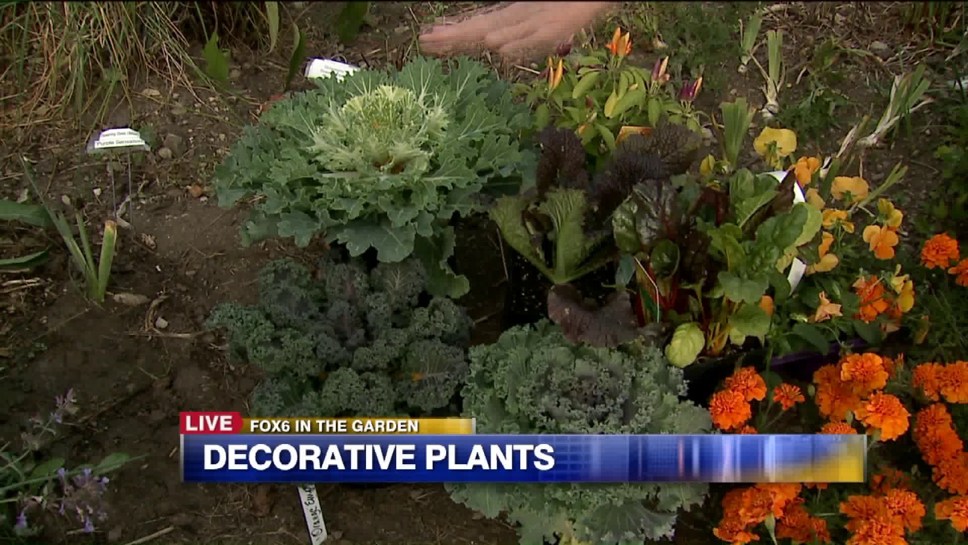 Decorative plants