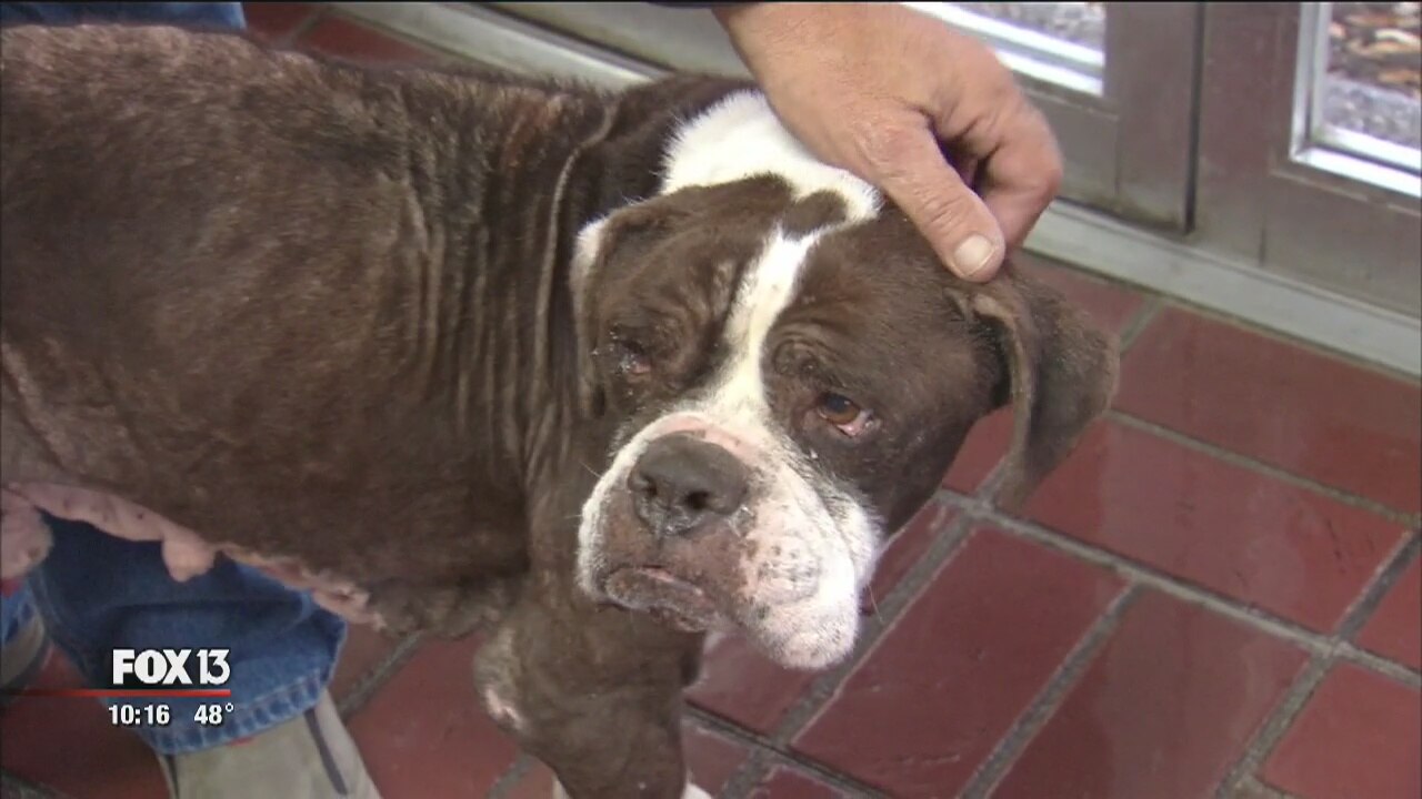 Abandoned dog rescued