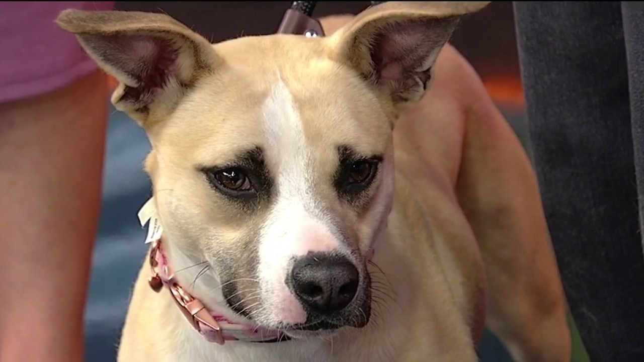Meet our pet of the day Veronica