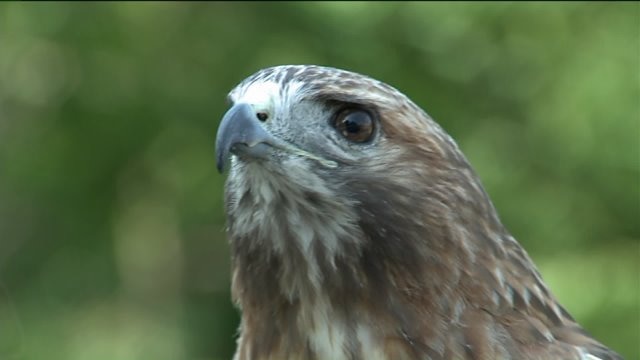 Kramp learns about the Raptor Program at the Schlitz Audubon Center