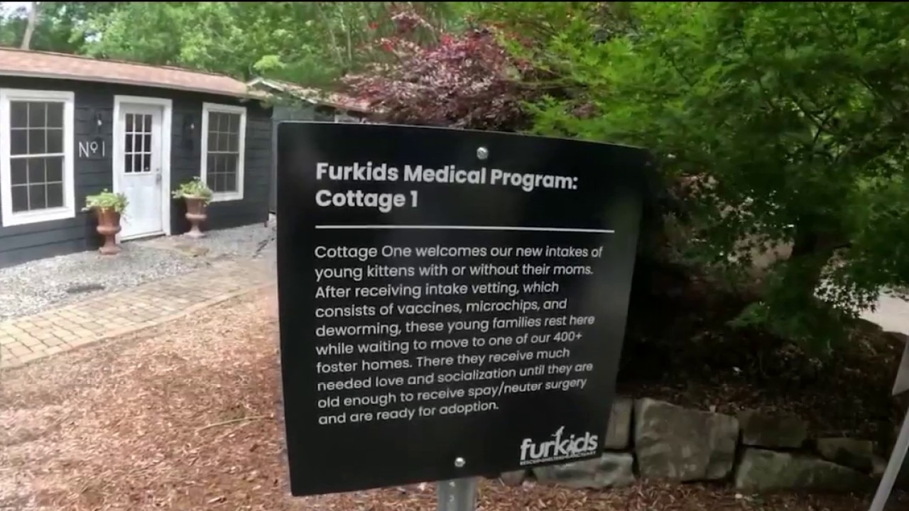 Shelter rescues cats at risk of deadly virus