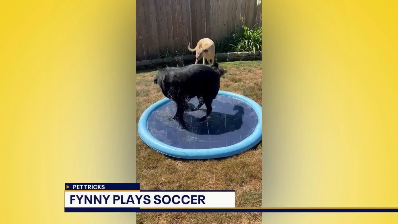 Pet Tricks for Monday, May 11