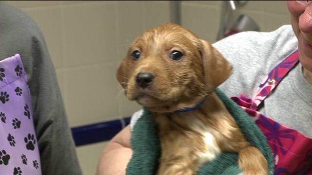 It`s National Puppy Day and they`re celebrating at the Wisconsin Humane Society