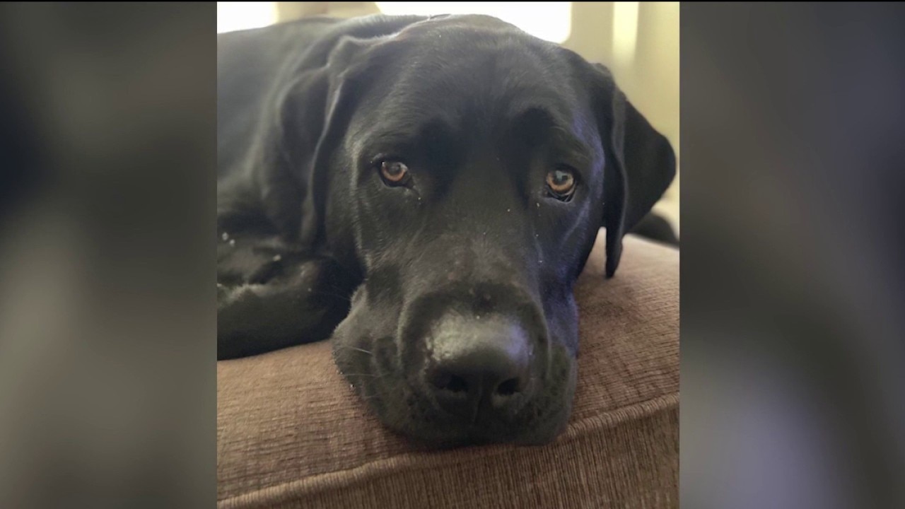 Chicago-area family seeks answers after dog dies in pet daycare's care