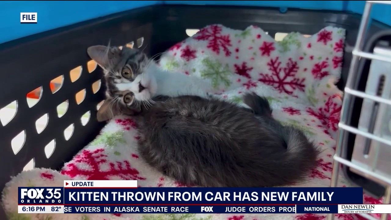 Kitten thrown from car, saved by couple who found her