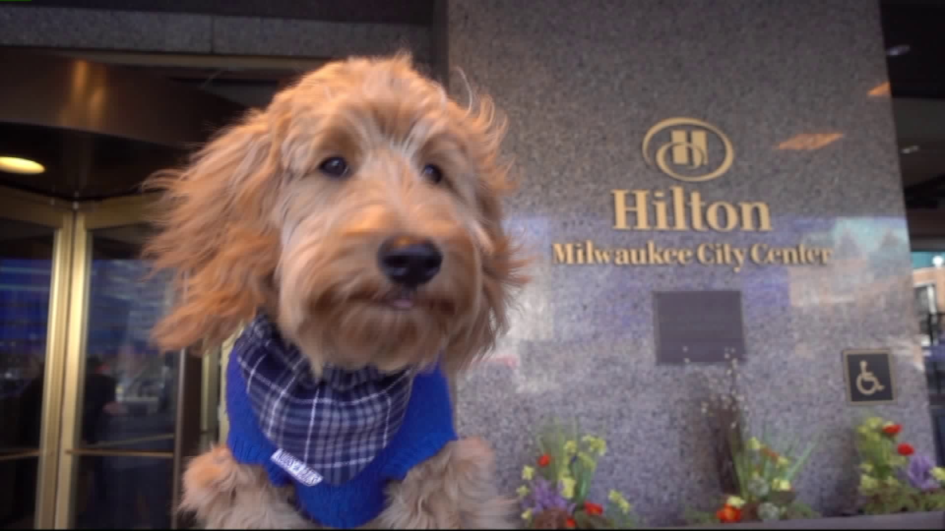 Canine concierge