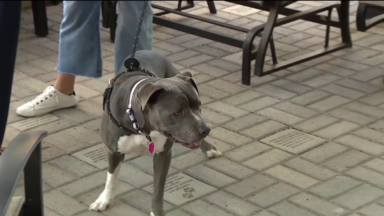 July 4: AZ experts give pet safety tips
