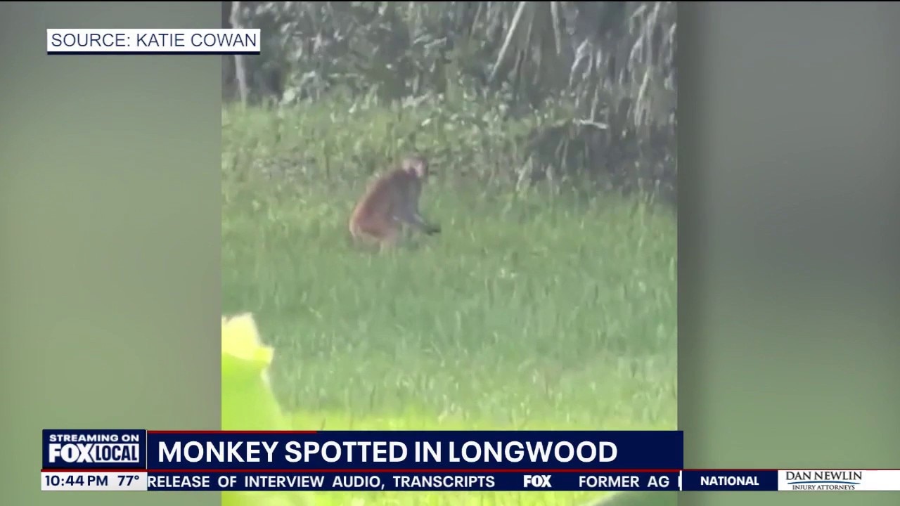 Monkey spotted roaming Longwood neighborhood