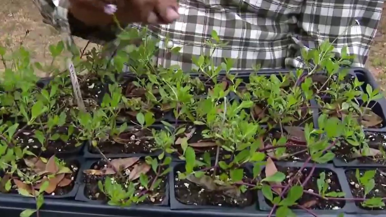 Native plants used for lawn coverage