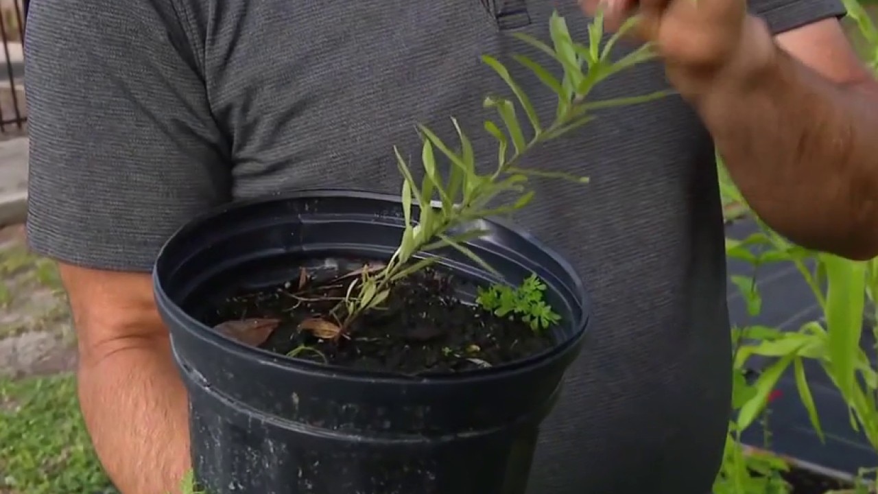 Invasive compared to aggressive plants
