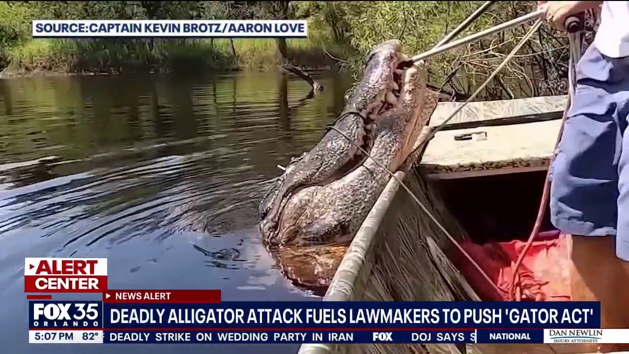 Federal bill would study impact of alligator protections