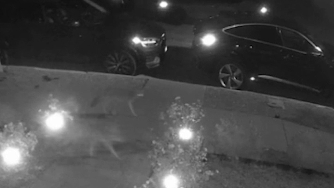 Pack of coyotes spotted roaming in Glendale