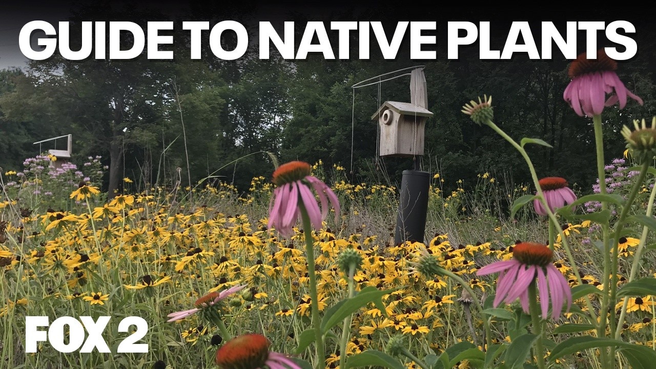 Your Guide to Gardening with Native Plants | Brother Nature